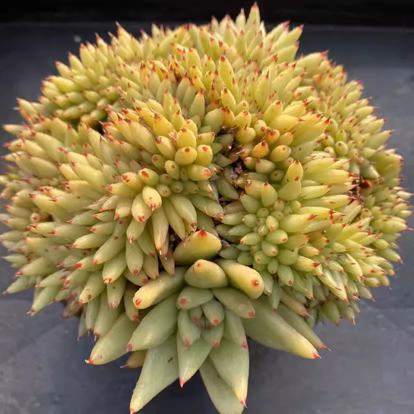 Echeveria Aike Soul Variegata Cristate