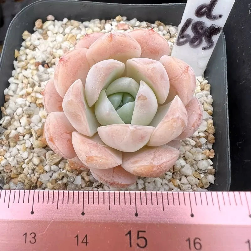 Echeveria Amazing Grace