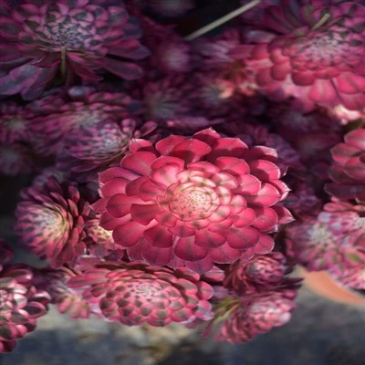 Aeonium 'Black Copper White Variegated'