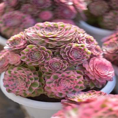Aeonium Pink Lady