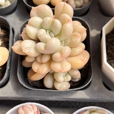 Pachyphytum 'Blue Haze'